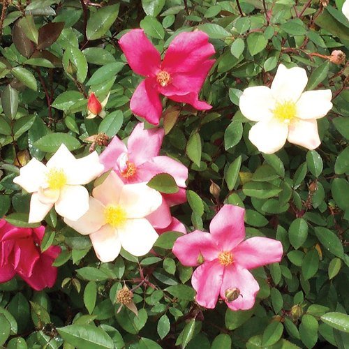Rose Mutabilis (old fashioned) - Image 2