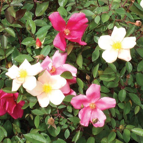 Rose Mutabilis (old fashioned)