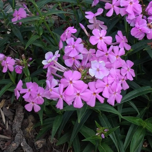 Phlox Minnie Pink - 1.4Ltr - Image 2