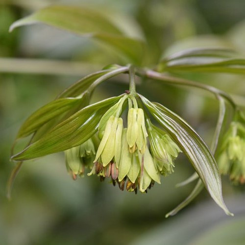 Disporum Moonlight, Japanese Fairy Bells - 2Ltr - Image 2