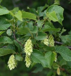 Ostrya carpinifolia, European Hop-Hornbeam - Pb12