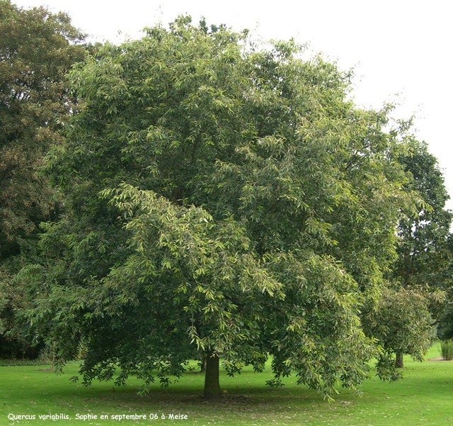 Quercus variabilis, Chinese Cork Oak - 1Ltr - Image 2