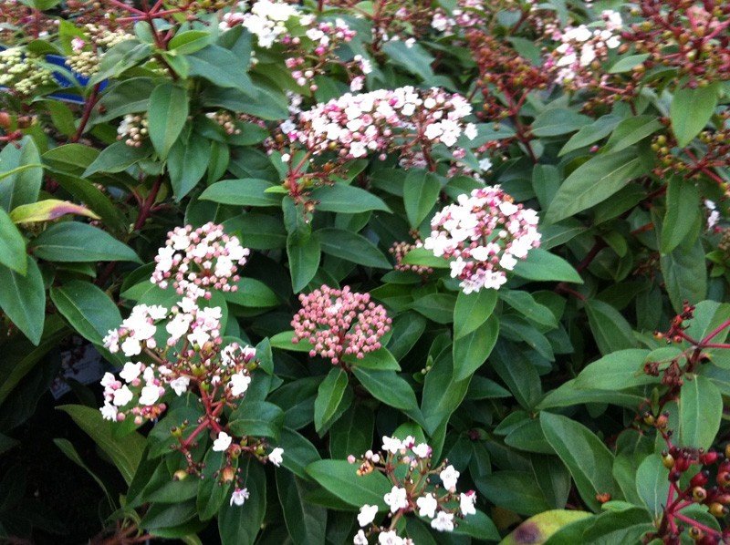 Viburnum tinus Eve Price - Pb5
