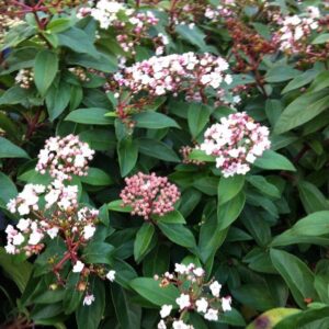 Viburnum tinus Eve Price - Pb8