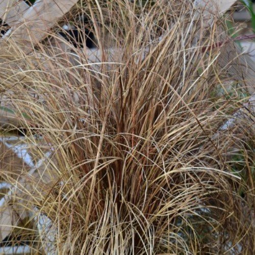 Carex Taupo Bronze Warrior - Pb3 - Image 2