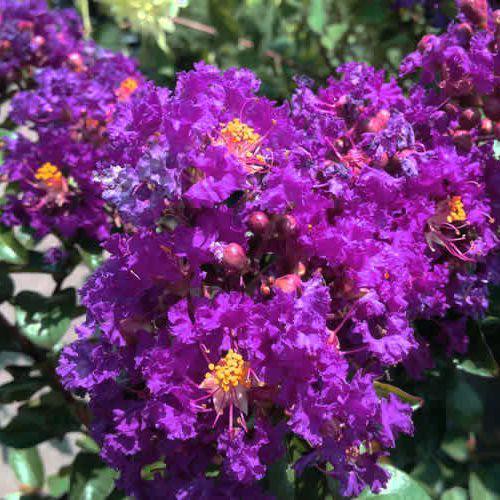 Lagerstroemia Tango, Crepe Myrtle - Pb6.5