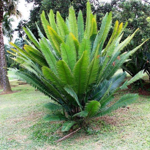 Dioon spinulosum - pb6.5 - Image 2