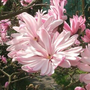Magnolia stellata Jane Platt - Pb28
