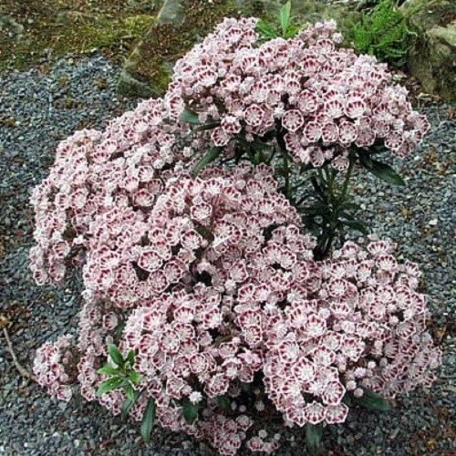 Kalmia l. Minuet, Mountain Laurel - 2.5Ltr
