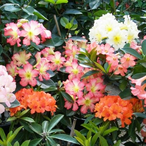 Rhododendron vireya (assorted) - pb6.5