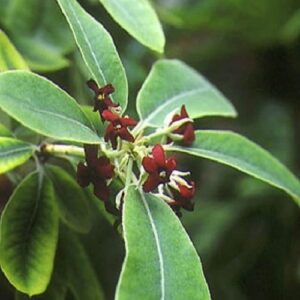 Pittosporum ralphii, Ralph's Karo - 25Ltr (100/130)