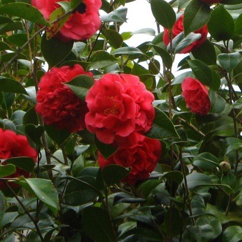 Camellia Dixie Knight - Pb6.5 (60/80)