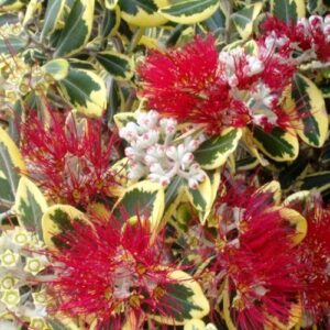 Metrosideros kermadecensis Variegata, Pohutukawa - Pb5