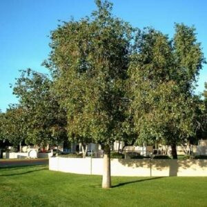 Brachychiton populneus, Bottletree - Pb6.5