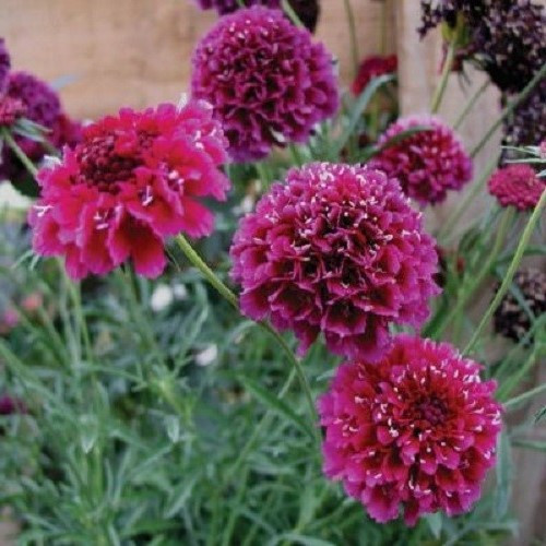 Scabiosa Crimson Cloud - 1.5Ltr