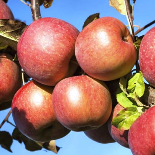 Apple Double Braeburn/Royal Gala - Image 2
