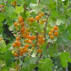 Ribes aureum, Golden Currant - Pb5
