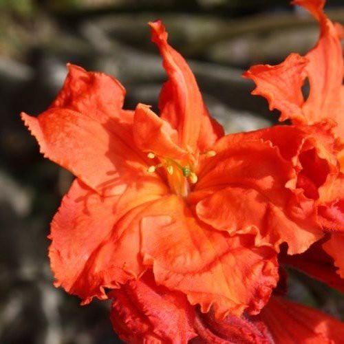 Azalea Corringe (dec.) - 4.7Ltr