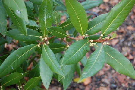 Laurus nobilis, Bay Tree 1.4+M Standard - Image 2