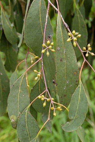 Eucalyptus ovata, Swamp Gum - Pot