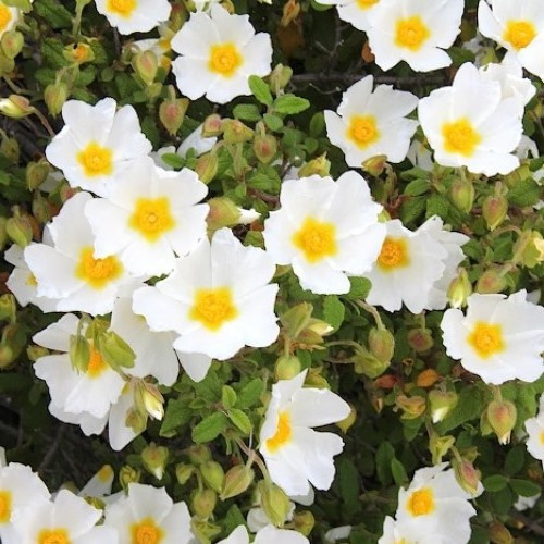 Cistus Snowmound - Pb5