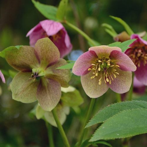 Helleborus orientalis - 1.3Ltr/2Ltr - Image 2