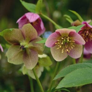 Helleborus orientalis - 1.3Ltr/2Ltr