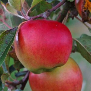 Apple Prima - Pb12