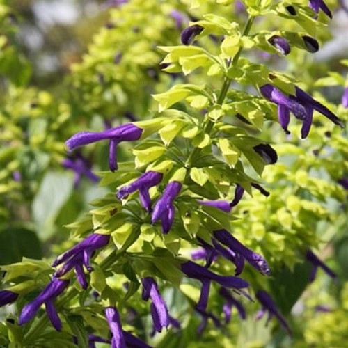 Salvia Limelight, Mexican Sage - Pot - Image 2