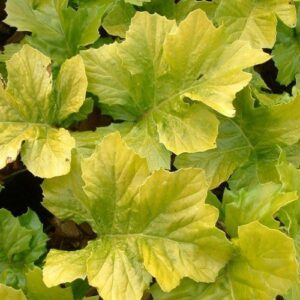 Acanthus m. Hollards Gold - Pb6.5/Pb12