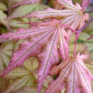 Acer Shigitatsu Sawa - Pb28