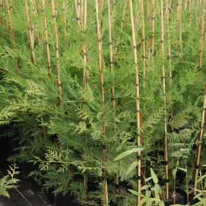 Cupressus ovensii, Ovens Cypress - 80cm