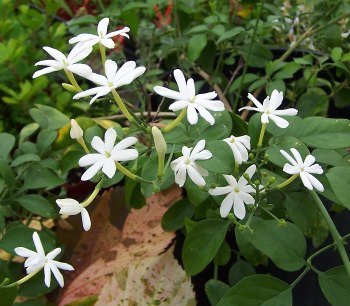 Jasminum azoricum, White Azorean Jasmine - Image 2