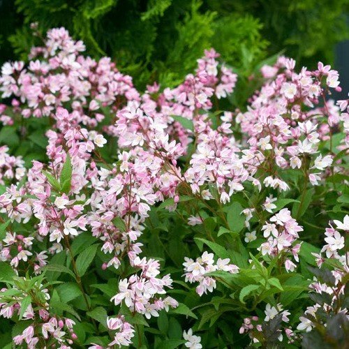 Deutzia Rosea (Carmine) - Pb6.5 (40/50) - Image 2