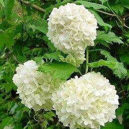 Viburnum opulus Sterile, Snowball Bush