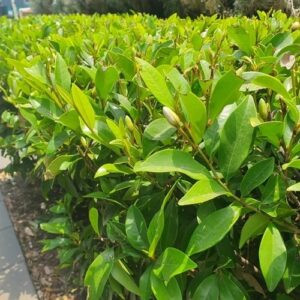 Michelia Figo - 5Ltr
