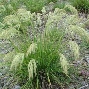 Chionochloa flavicans, Dwarf Toetoe - 1.5Ltr