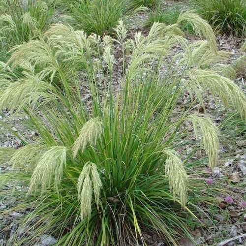 Chionochloa flavicans, Dwarf Toetoe - 1.5Ltr