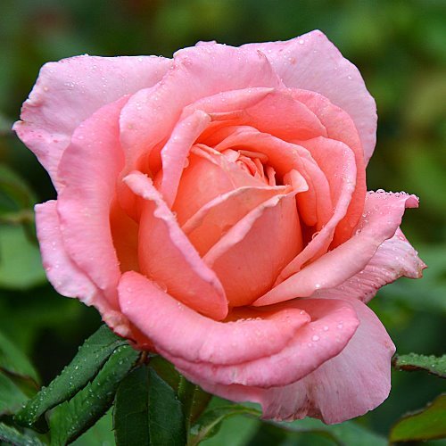 Rose Lovely Lady (bush, hyb. tea) - Image 2