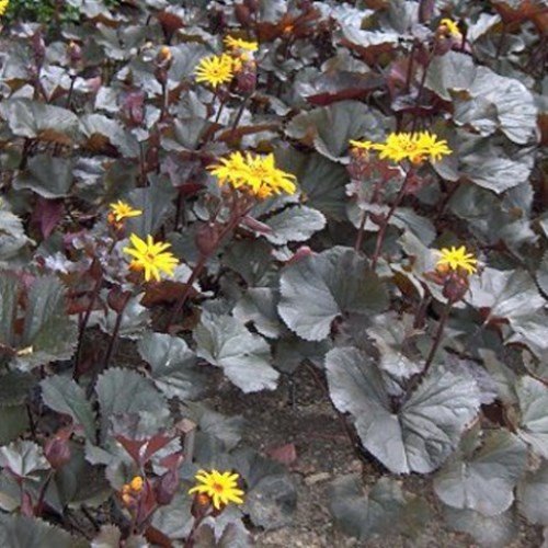 Ligularia d. Britt-Marie Crawford - 2.5Ltr (20/30) - Image 2