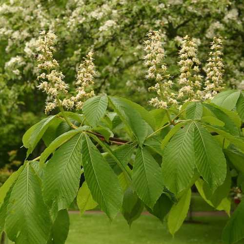 Aesculus turbinata, Japanese Horse Chestnut - Pb6.5 - Image 2