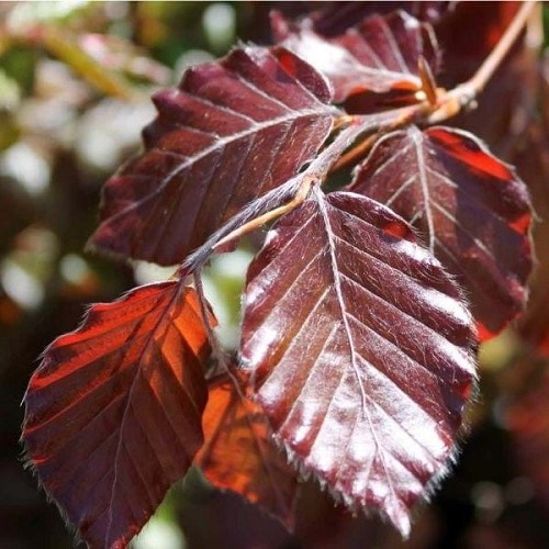 Fagus sylvatica Purpurea, Copper Beech - Pb28 (200/250) - Image 2