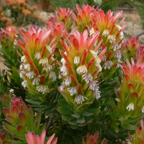 Mimetes cucullatus Red - Pb6.5 - Image 2