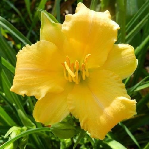Hemerocallis Stella Bella, Daylily - 2Ltr (20/30) - Image 2