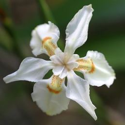 Dietes butcheriana - Pb5