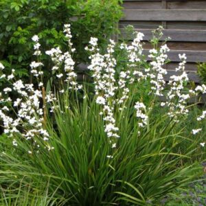 Libertia formosa - 1.2Ltr/Pb5