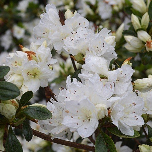 Azalea Snow - 1.25Ltr - Image 2
