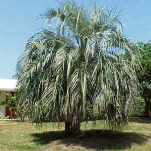 Butia capitata - pb6.5