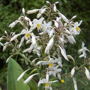 Arthropodium Matapouri Bay, Renga Renga Lily - Pot