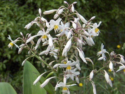 Arthropodium Matapouri Bay, Renga Renga Lily - Pot